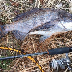 チヌで冷蔵庫がいっぱい！